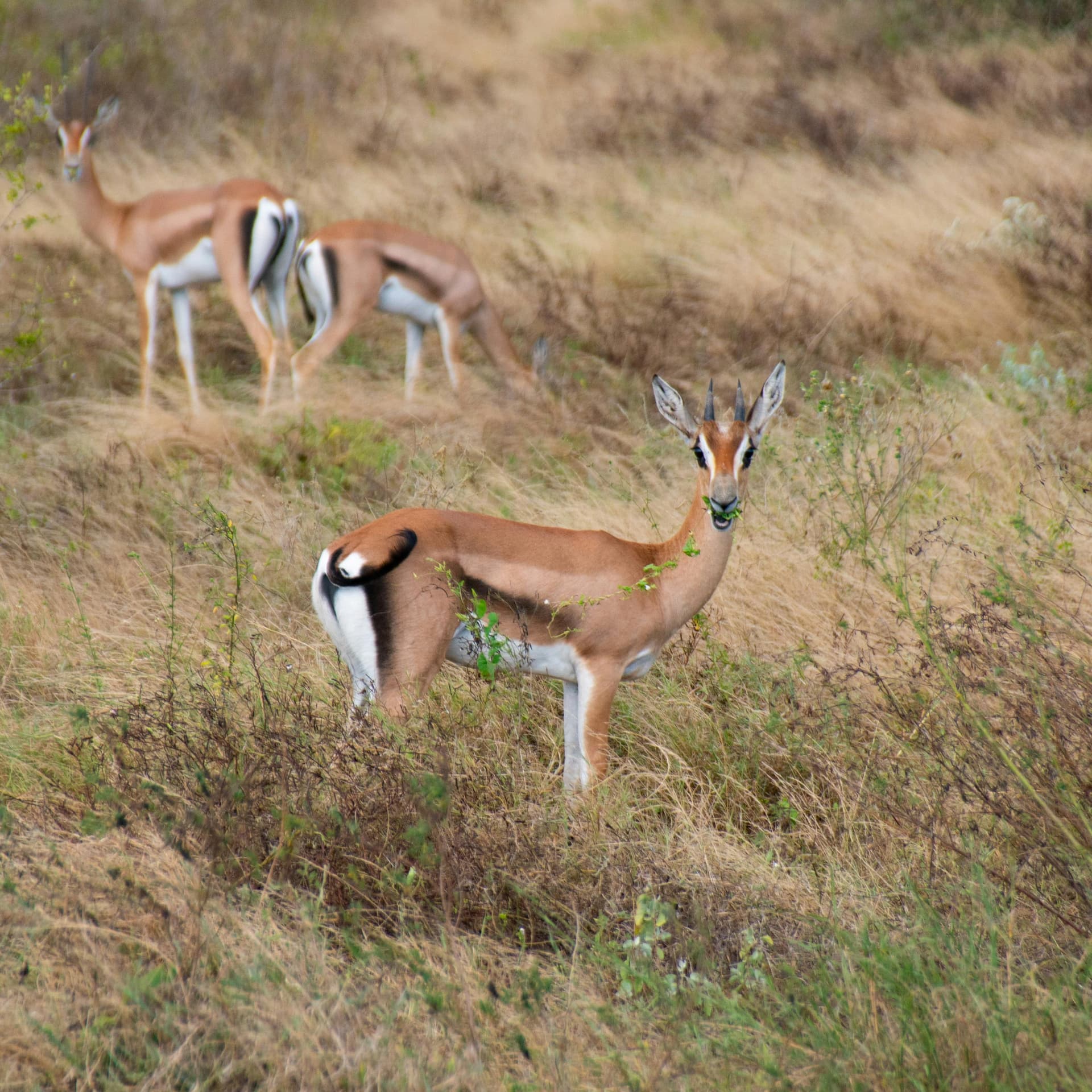 Tita Chika’s No-BS Guide to Flirting (Without Looking Desperado)